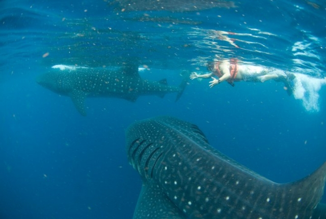 Snorkel con tiburon ballena